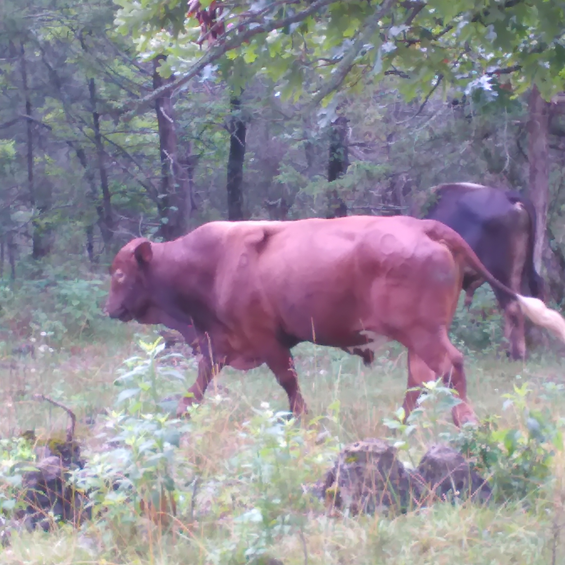 Beefmaster Prier Farms 